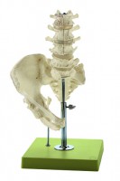 Lendenwirbelsäulenmodell ohne Nerven Lendenwirbelsäulenmodell ohne Nerven