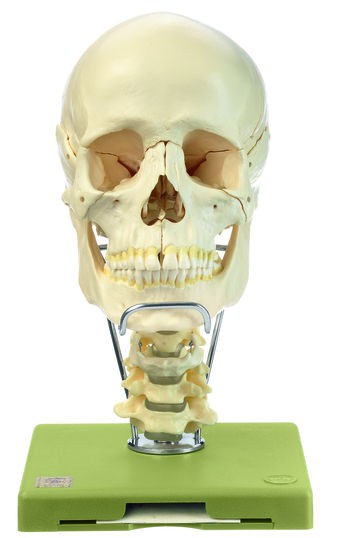 14teiliges Schädelmodell mit Halswirbelsäule und Zungenbein