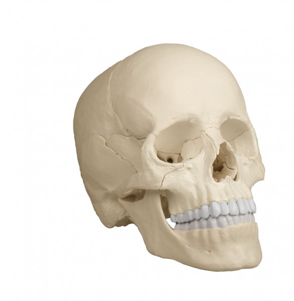 Osteopathie-Schädelmodell