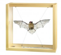 Zwergfledermaus, Männchen, Pipistrellus pipistrellus Zwergfledermaus, Männchen, Pipistrellus pipistrellus