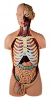 Männlicher Torso mit Kopf Männlicher Torso mit Kopf
