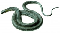 Ringelnatter, Weibchen Ringelnatter, Weibchen