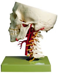Schädelbasis mit Arterien