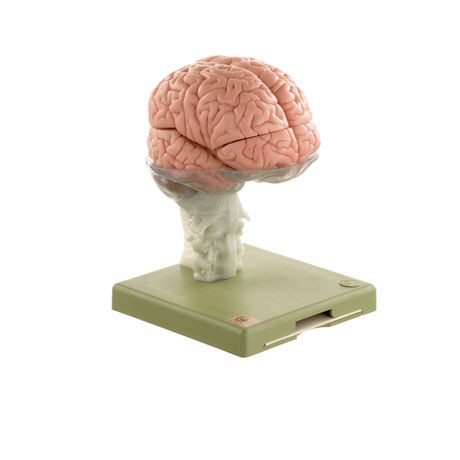 15-teiliges Gehirnmodell
