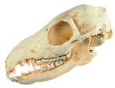 Tupaia-Schädel Tupaia-Schädel
