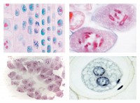 Mitose und Meiose Mikropräparate Mitose und Meiose Mikropräparate