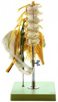 Lendenwirbelsäulenmodell mit Nerven Lendenwirbelsäulenmodell mit Nerven
