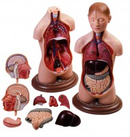 Jünglingskleintorso mit Kopf Jünglingskleintorso mit Kopf