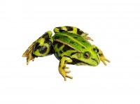 Wasserfrosch, Weibchen Wasserfrosch, Weibchen