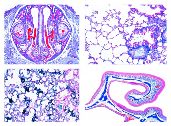 Histologie. Atmungsorgane, 6 Mikropräparate