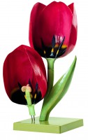 Gartentulpe, Blüte Gartentulpe, Blüte