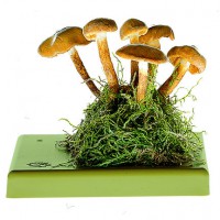 Stockschwämmchen Stockschwämmchen