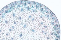Zea mays, Mais, typischer monokotyler Stamm mit zerstreuten Gefäßbündeln, quer. Geschlossene kollate Zea mays, Mais, typischer monokotyler Stamm mit zerstreuten Gefäßbündeln, quer. Geschlossene kollate