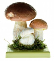 Steinpilz, Herrenpilz Steinpilz, Herrenpilz