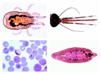 Parasitologie - 25 Mikropräparate Parasitologie - 25 Mikropräparate