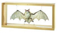 Grosses Mausohr, Männchen, Myotis myotis Grosses Mausohr, Männchen, Myotis myotis