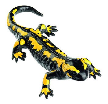 Gebänderter Feuersalamander, Männchen