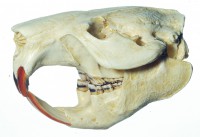 Biber-Schädel Biber-Schädel