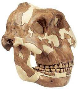 Schädelrekonstruktion von Paranthropus boisei