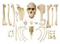 Sammlung typischer Knochen vom Schimpansen Sammlung typischer Knochen vom Schimpansen