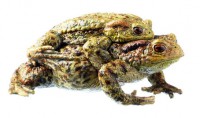 Erdkröte - Paar im Amplexus Erdkröte - Paar im Amplexus