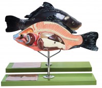 Anatomie eines Knochenfisches Anatomie eines Knochenfisches