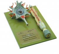 Neuron Neuron