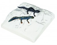 Berg- oder Alpenmolch, Männchen und Weibchen in Wassertracht Berg- oder Alpenmolch, Männchen und Weibchen in Wassertracht