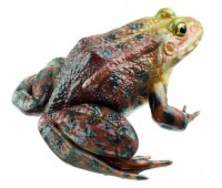 Seefrosch Seefrosch