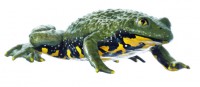 Gelbbauchunke Gelbbauchunke