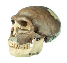 Schädelrekonstruktion von Homo neanderthalensis
