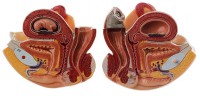 Auswechselbares weibliches Geschlechtsorgan mit 10 Wochen altem Fetus passend zu AS 50/1 Auswechselbares weibliches Geschlechtsorgan mit 10 Wochen altem Fetus passend zu AS 50/1