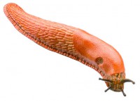 Rote Wegschnecke Rote Wegschnecke