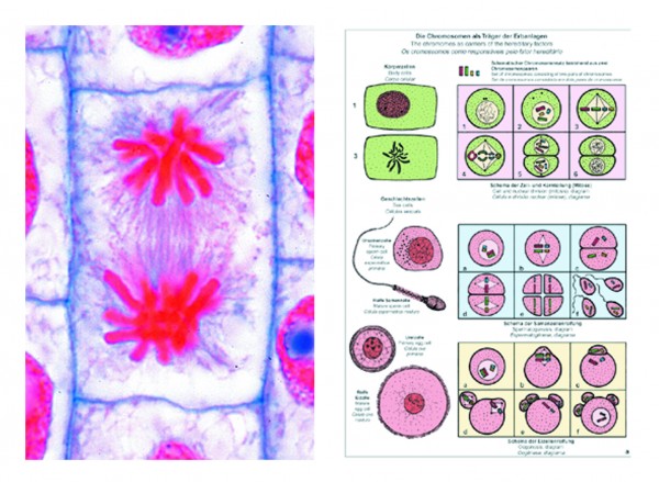 Mikropräparate Multimedia-Paket. Mitose und Meiose (Zellteilung), Basissatz von 6 Einheiten, Schüler