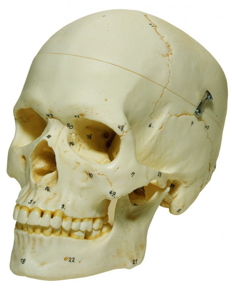 Künstlicher Homo-Schädel, weiblich