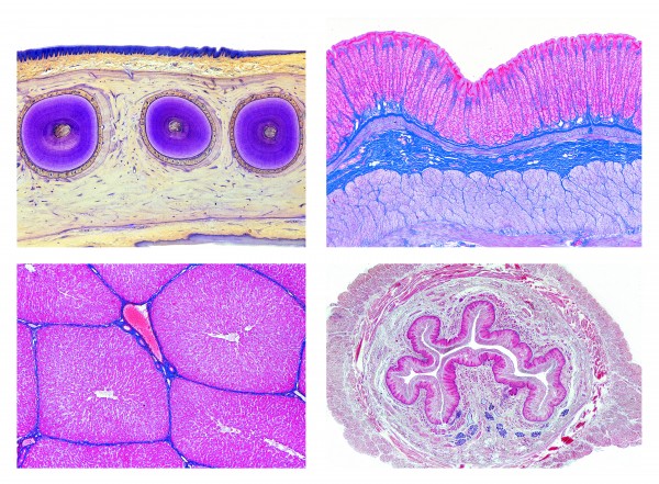 Histologie. Verdauungssystem, 15 Mikropräparate