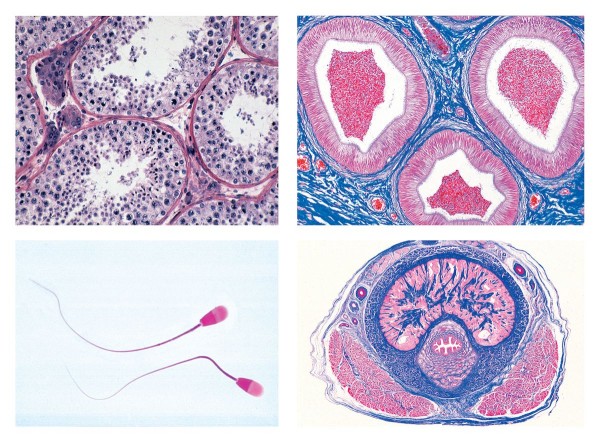 Histologie. Nervensystem, 10 Mikropräparate