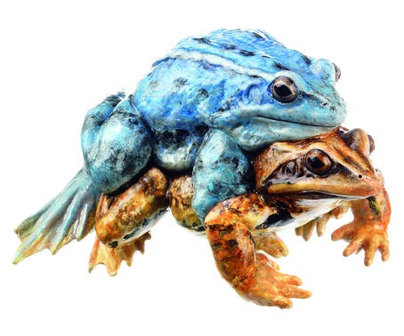 Moorfroschpaar im Amplex