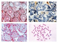 Histologie. Zellen und Zellteilung,10 Mikropräparate Histologie. Zellen und Zellteilung,10 Mikropräparate