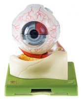 Augapfel Augapfel