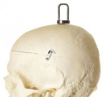 Künstliches Homo-Skelett Künstliches Homo-Skelett