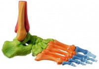 Fuss-Skelett, rechts (Bewegliche Gelenke + Farbe) Fuss-Skelett, rechts (Bewegliche Gelenke + Farbe)