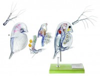 Modell eines Wasserflohs Modell eines Wasserflohs