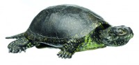 Europäische Sumpfschildkröte, Männchen Europäische Sumpfschildkröte, Männchen