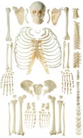 Unmontiertes Homo-Skelett Unmontiertes Homo-Skelett