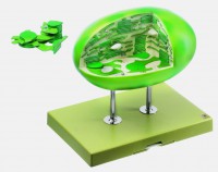 Chloroplast Chloroplast