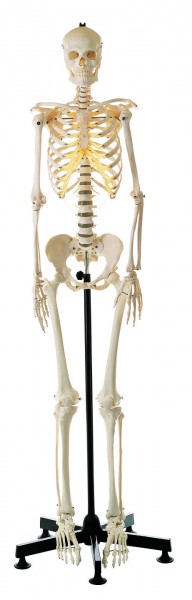 Künstliches Homo-Skelett, weiblich