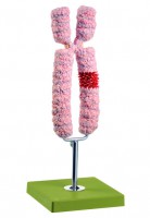 Chromosomenmodell, Somso Chromosomenmodell, Somso