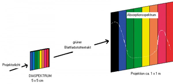 Diaspektrum