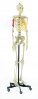 Künstliches Homo-Skelett Künstliches Homo-Skelett